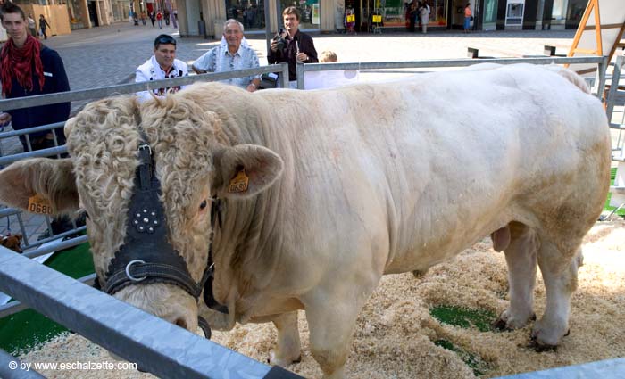 fetedelaviande20070915026