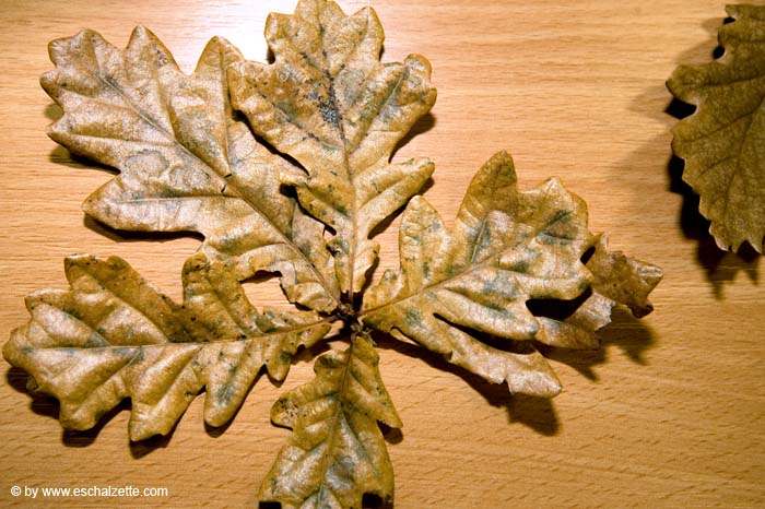 eschersenioren06boudin20070831021