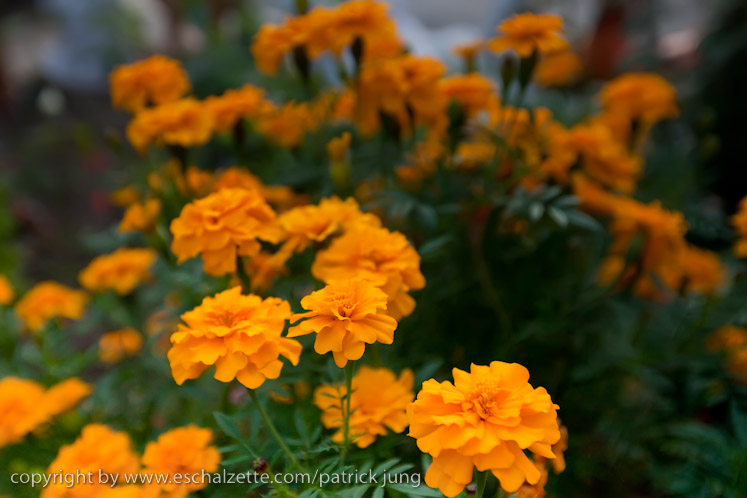 20091003_interesseverain_citeverte_30ans_046