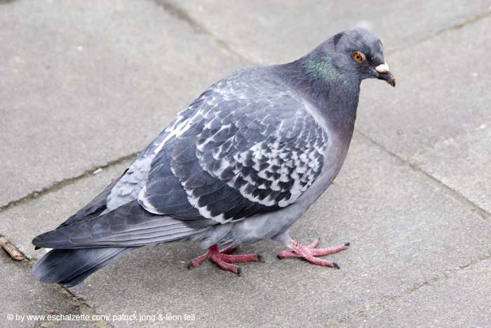 20080322ouschterfeieruechthiehl011