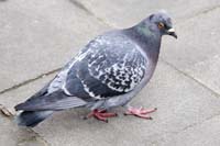 20080322ouschterfeieruechthiehl011