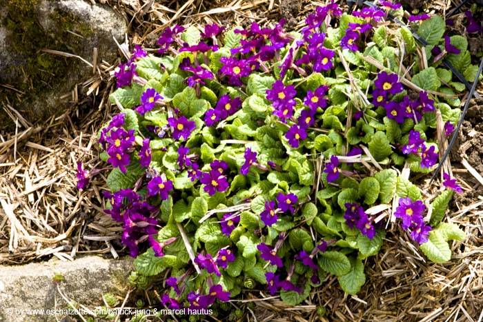 20080406ctfbotzaktioun027