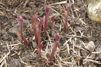 20080406ctfbotzaktioun028