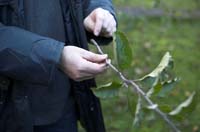 heckenschnitt200511005