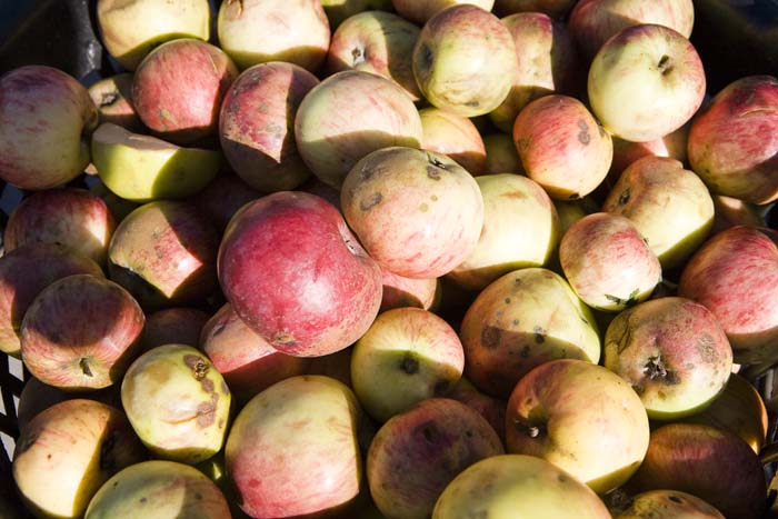 vizsauerkraut200610005