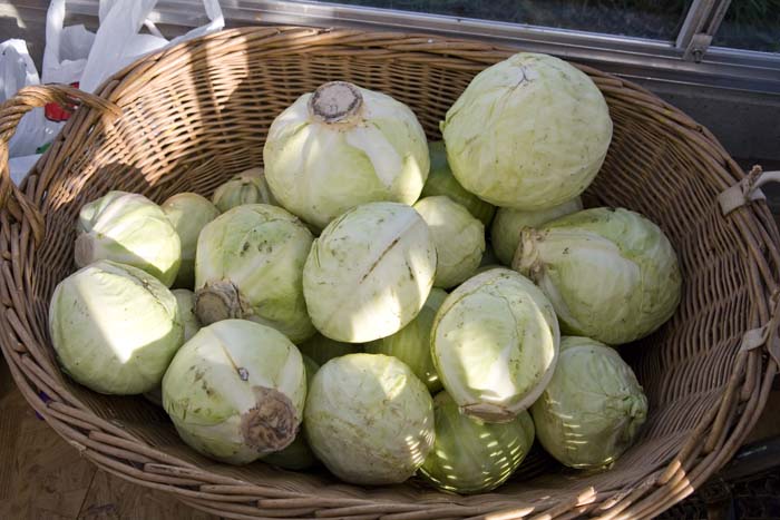 vizsauerkraut200610022