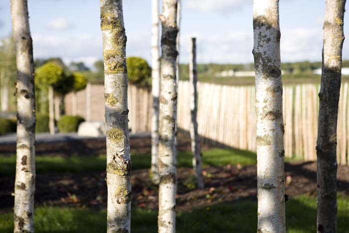 vizsauerkraut200610023