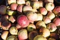 vizsauerkraut200610005