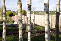 vizsauerkraut200610023