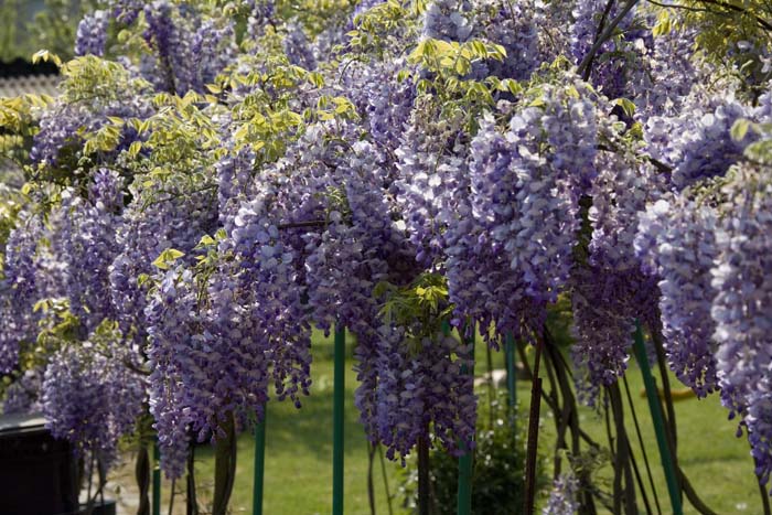 nettoyageelsebrich200704005