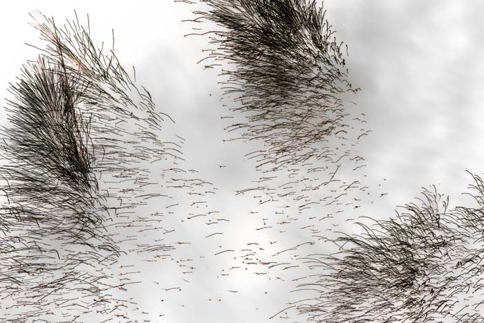 fetenationale2006060155