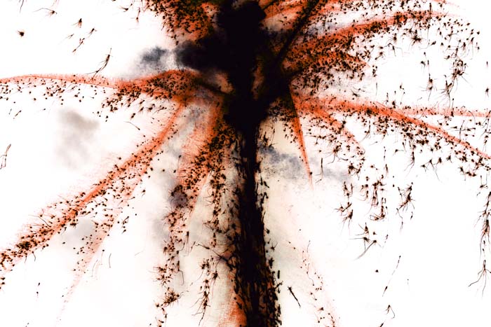 fetenationale2006060158