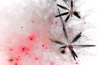 fetenationale2006060154