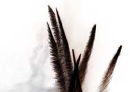 fetenationale2006060156