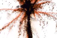 fetenationale2006060158