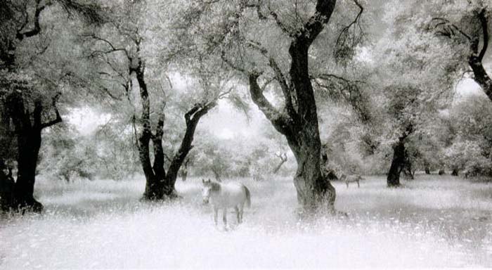 Cartlidge John-013-1-1