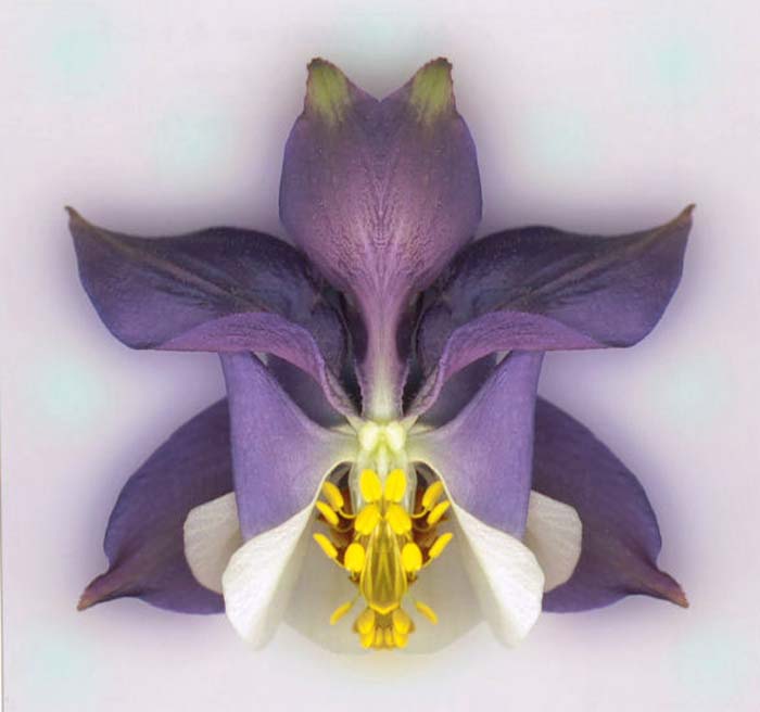 Detilloux Gilbert-104-2-1