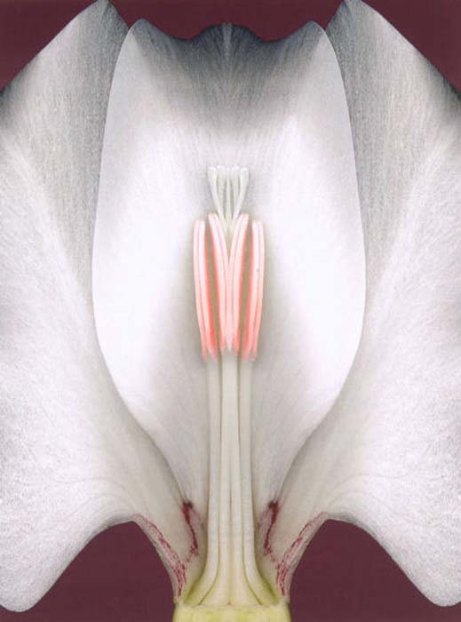 Detilloux Gilbert-104-2-7