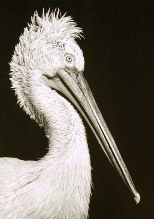 Holzer Manfred-180-1-3