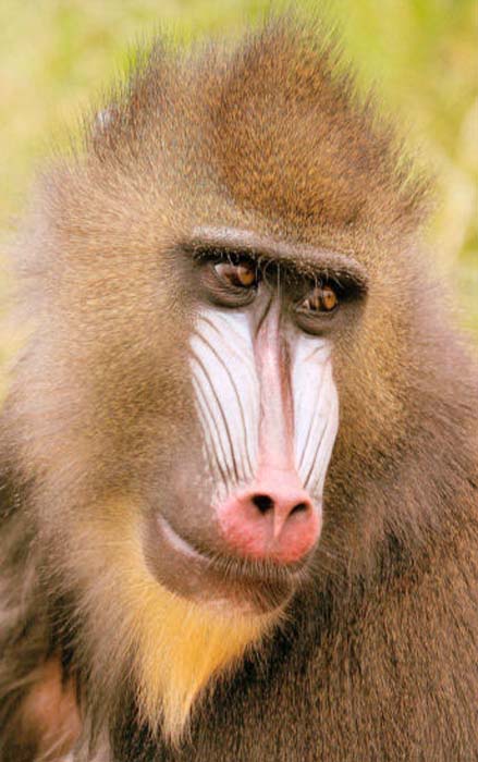 Mc Combe Brian-210-2-4