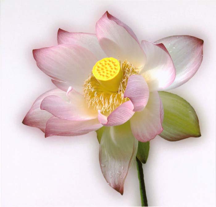 Mc Mahon Peter-047-2-1