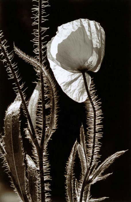 Menneron Jean-Claude-257-1-2