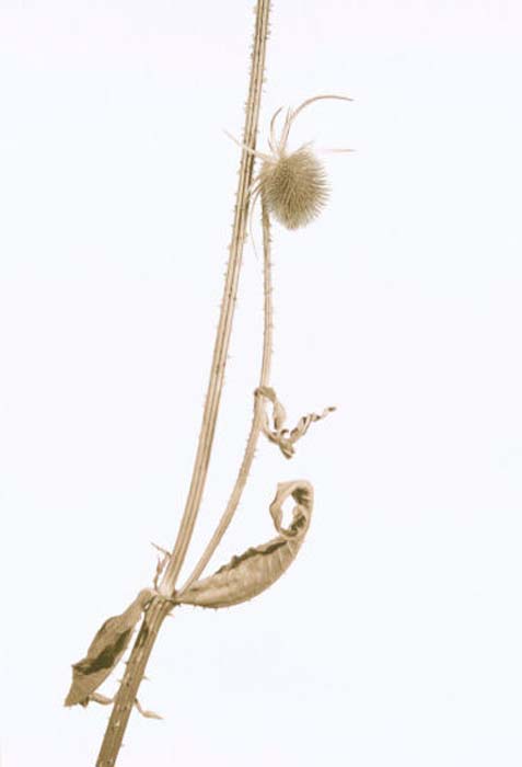 Schmidt Gilbert-092-1-1