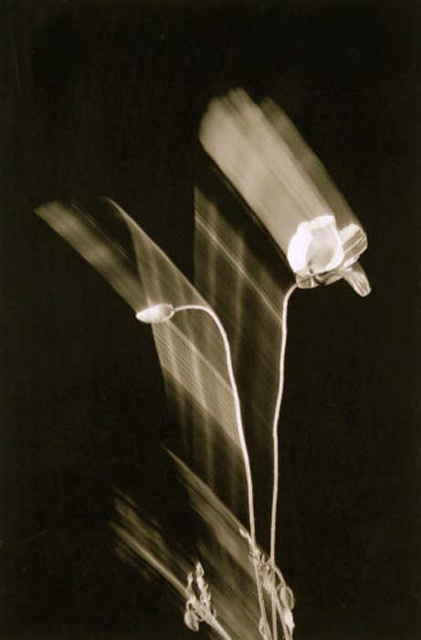 Schmidt Gilbert-092-1-2