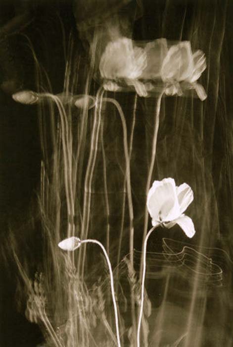 Schmidt Gilbert-092-1-3