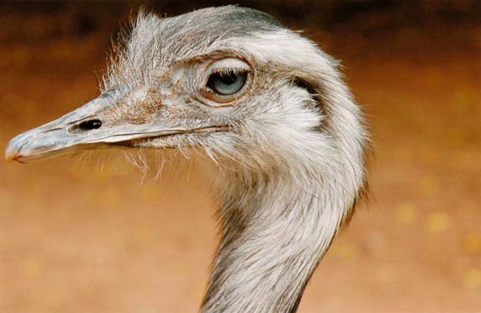 Stollmann Peter-276-2-1