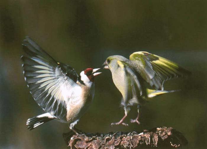 Stuart Stott Jnr-156-2-1