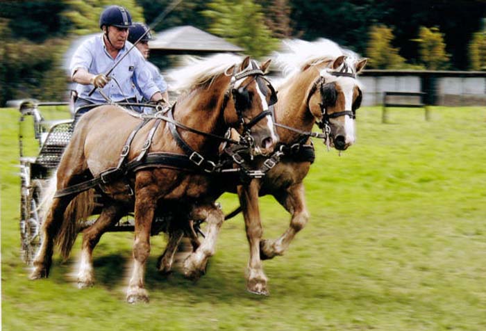 Verbeke Roland-151-2-1