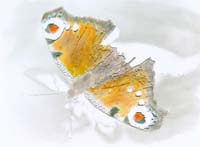 Astrup Karl-Johan-255-3-4