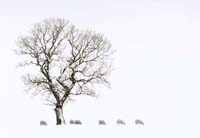 Burdon Janet-157-1-3