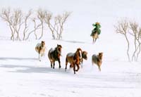 Chan Ping-chung-084-2-2