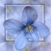 Davies Paula-198-3-2