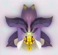 Detilloux Gilbert-104-2-1