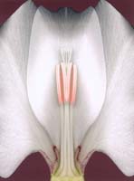 Detilloux Gilbert-104-2-7