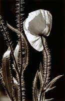 Menneron Jean-Claude-257-1-2