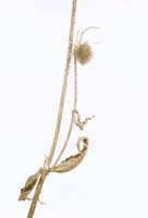 Schmidt Gilbert-092-1-1