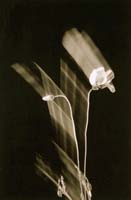 Schmidt Gilbert-092-1-2