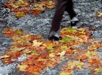 Schneider Alexander-153-3-1