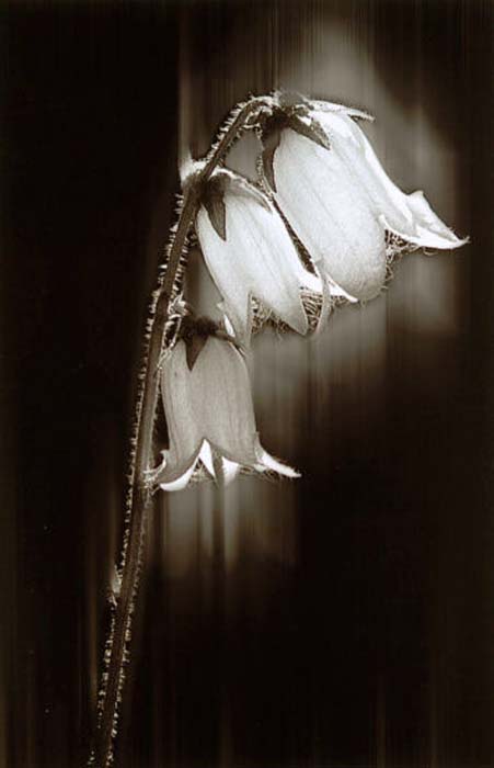 Menneron Jean-Claude-257-1-1