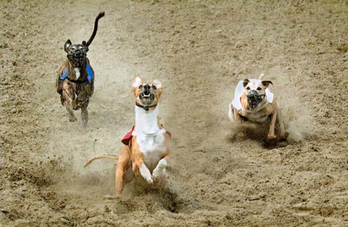 Van Tendeloo Dis-073-2-1