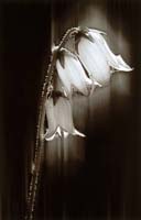 Menneron Jean-Claude-257-1-1