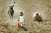 Van Tendeloo Dis-073-2-1