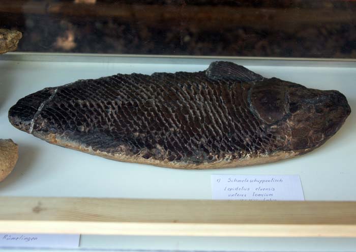 minecockerill200607033