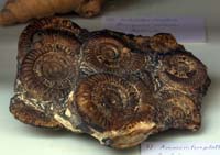 minecockerill200607034