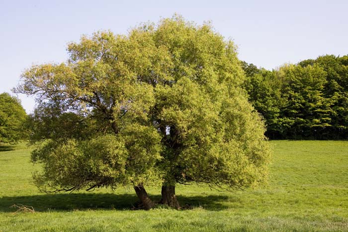 circuitarcheolog200704024