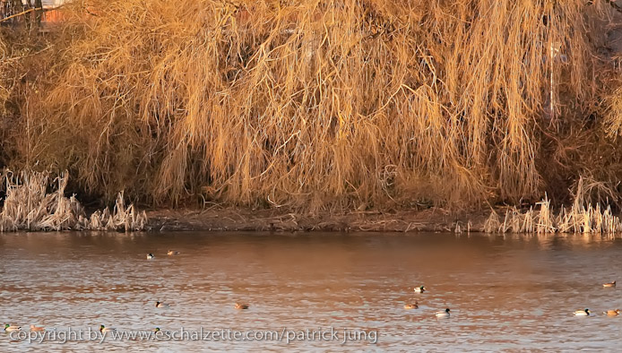 20081227arcelor_mittal_etang009